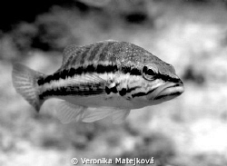 ...some fish.... by Veronika Matějková 